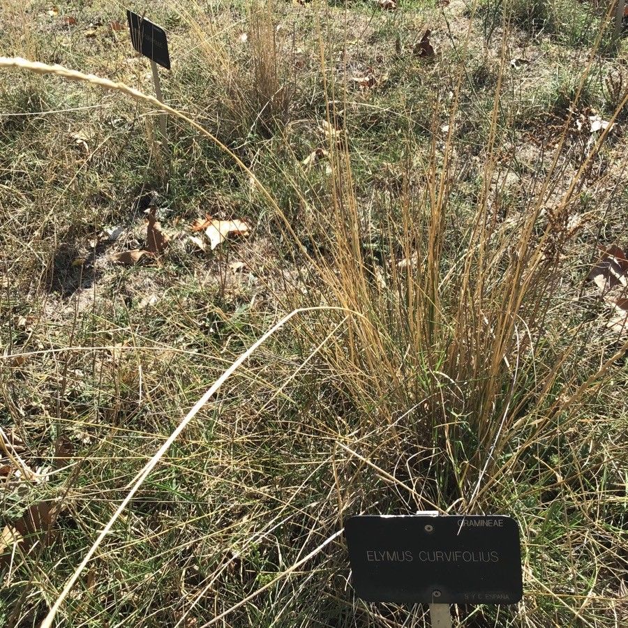 Thinopyrum curvifolium