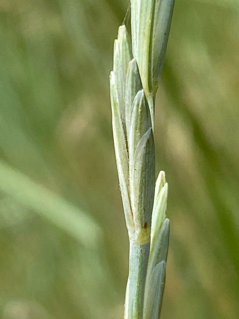 Thinopyrum obtusiflorum