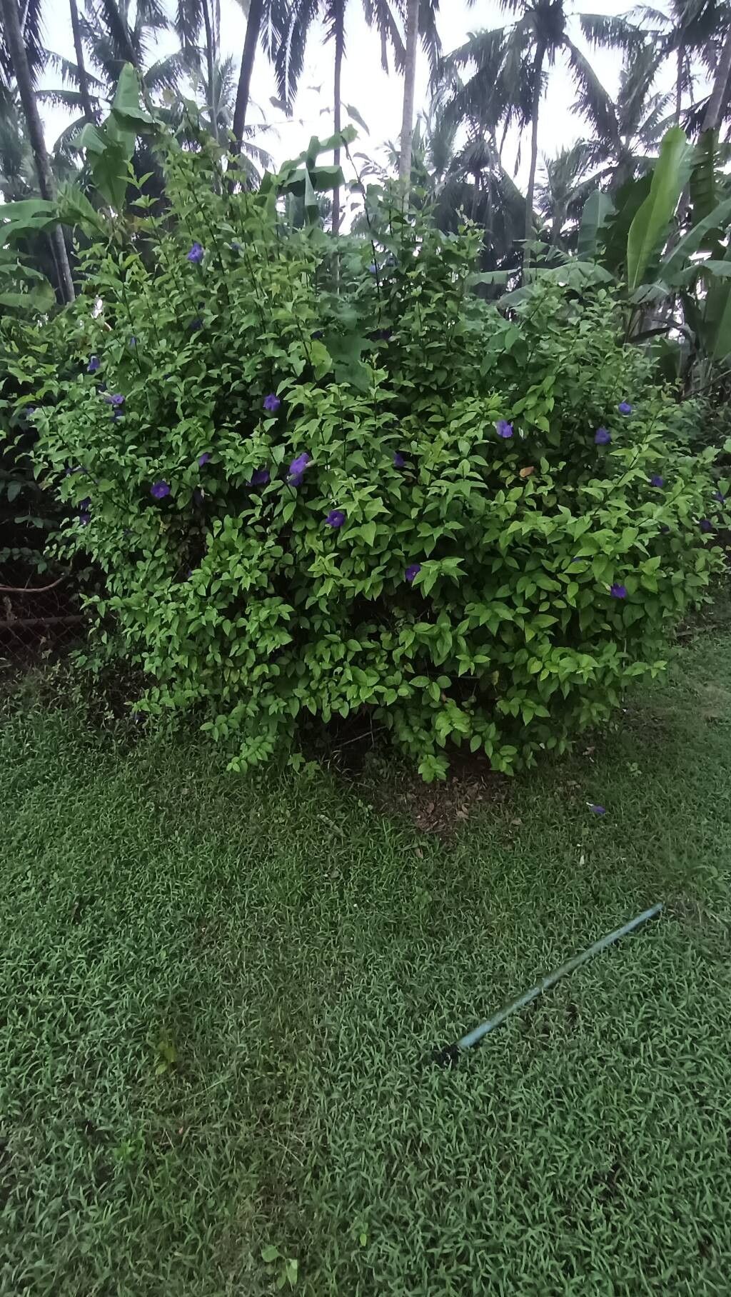 Thunbergia erecta