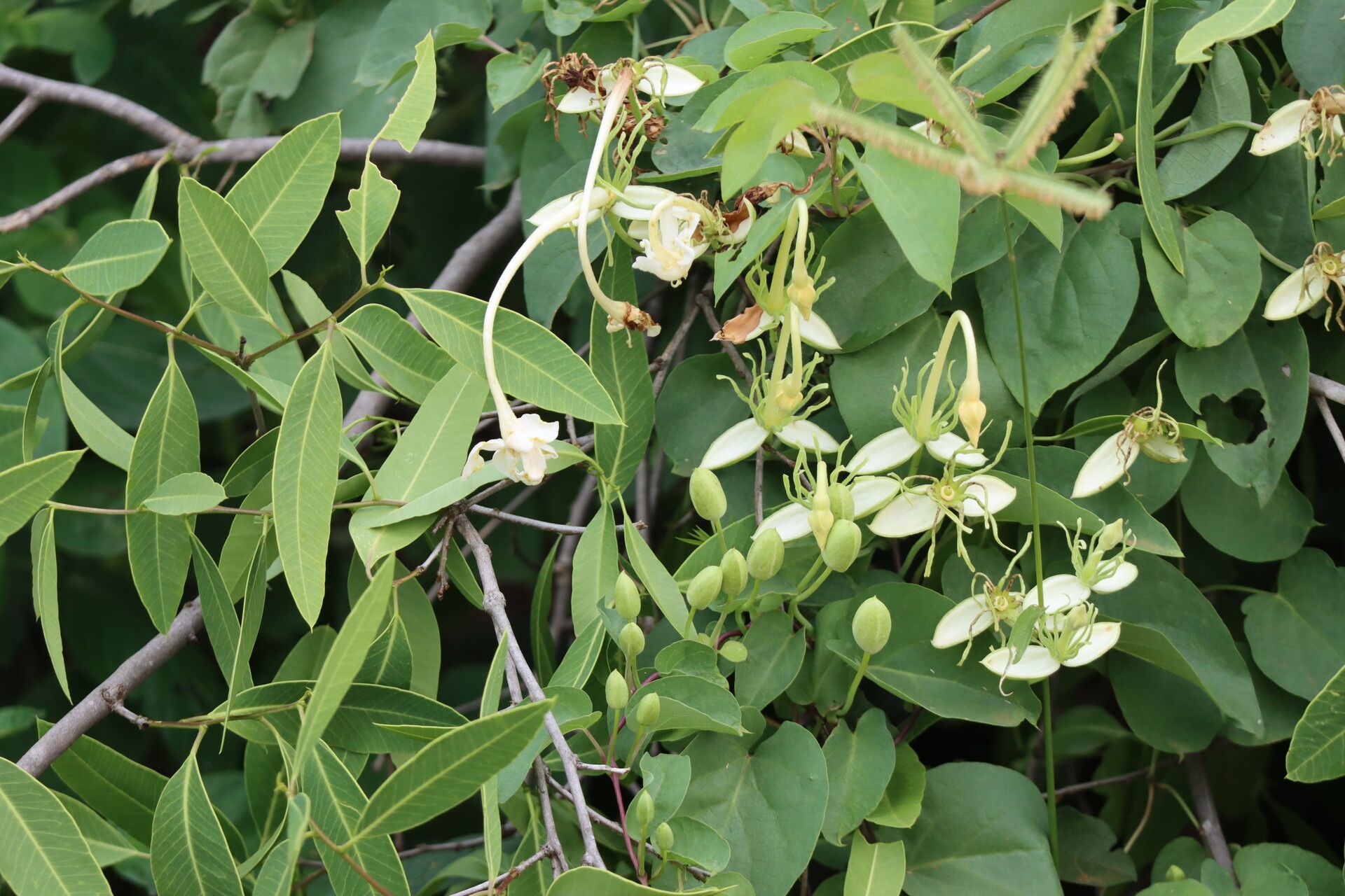 Thunbergia guerkeana