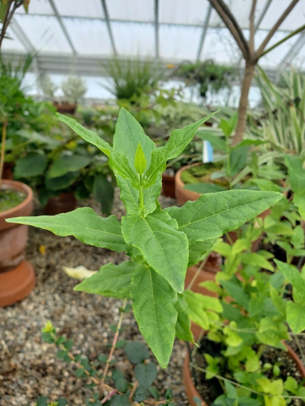 Thunbergia natalensis