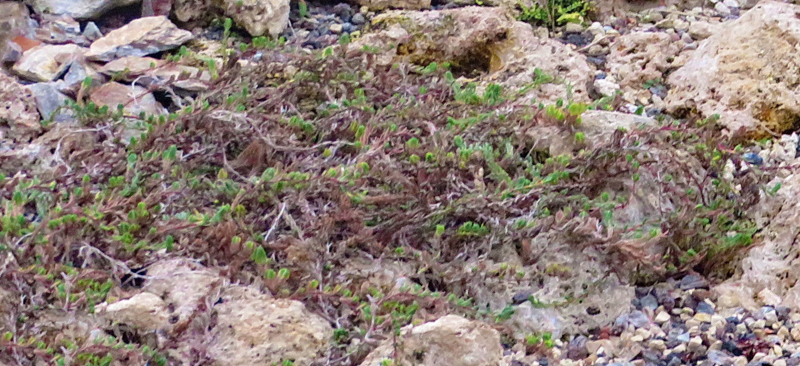 Thymus leucotrichus