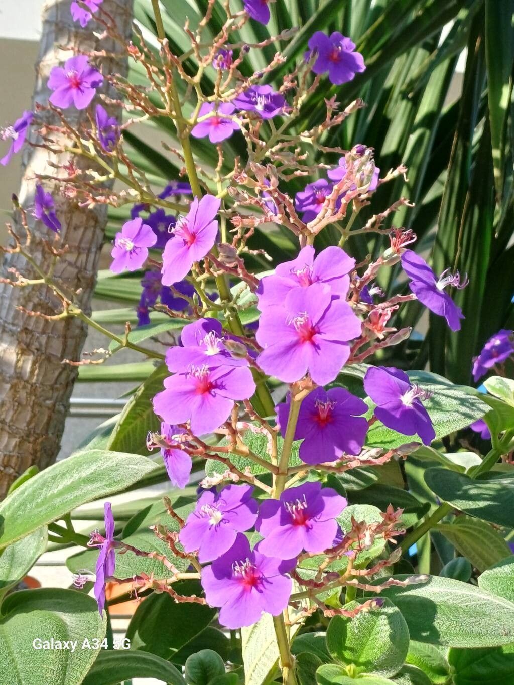 Tibouchina aegopogon