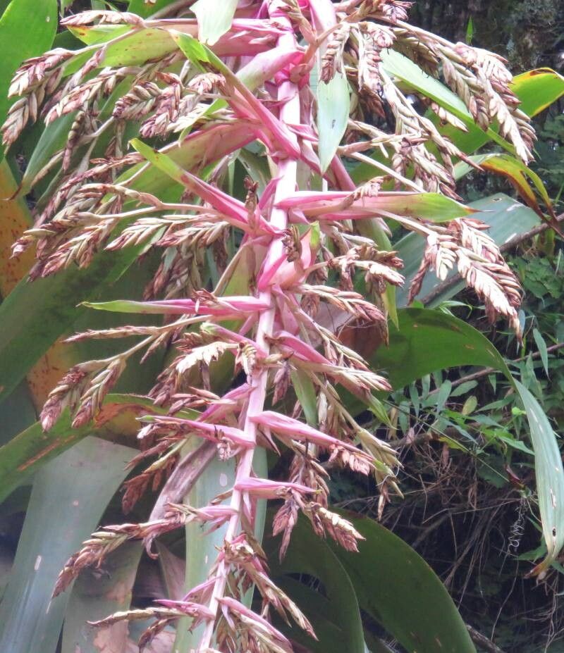 Tillandsia australis