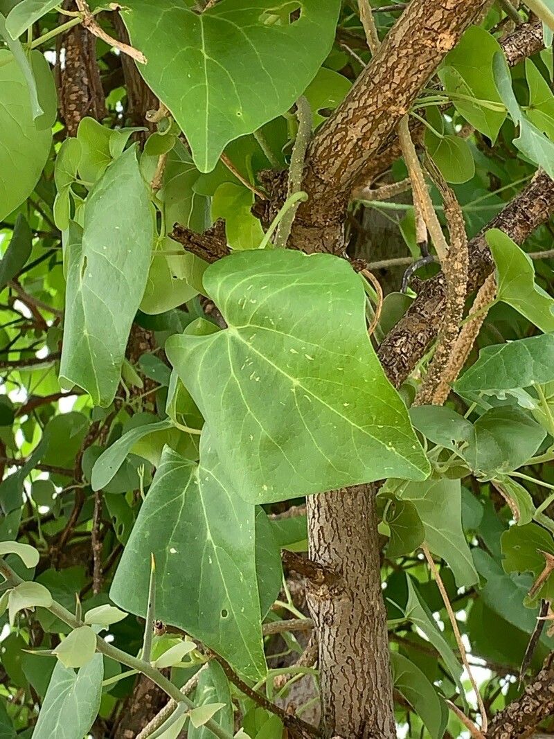 Tinospora bakis