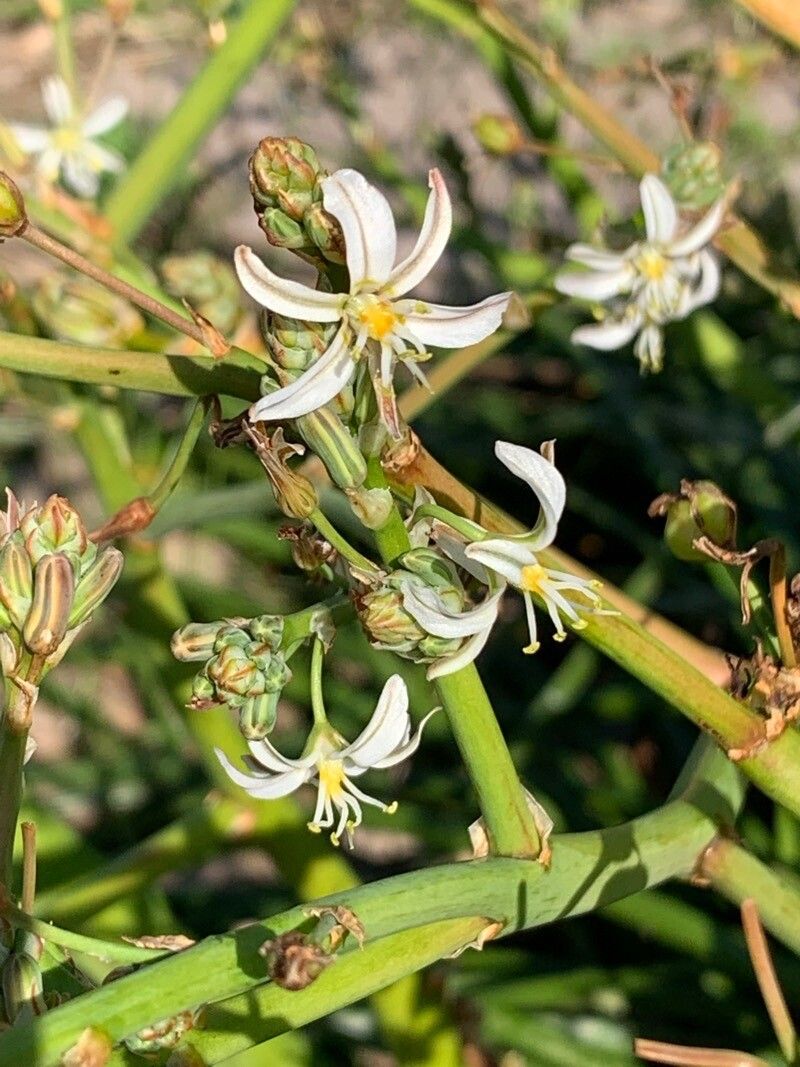 Trachyandra saltii