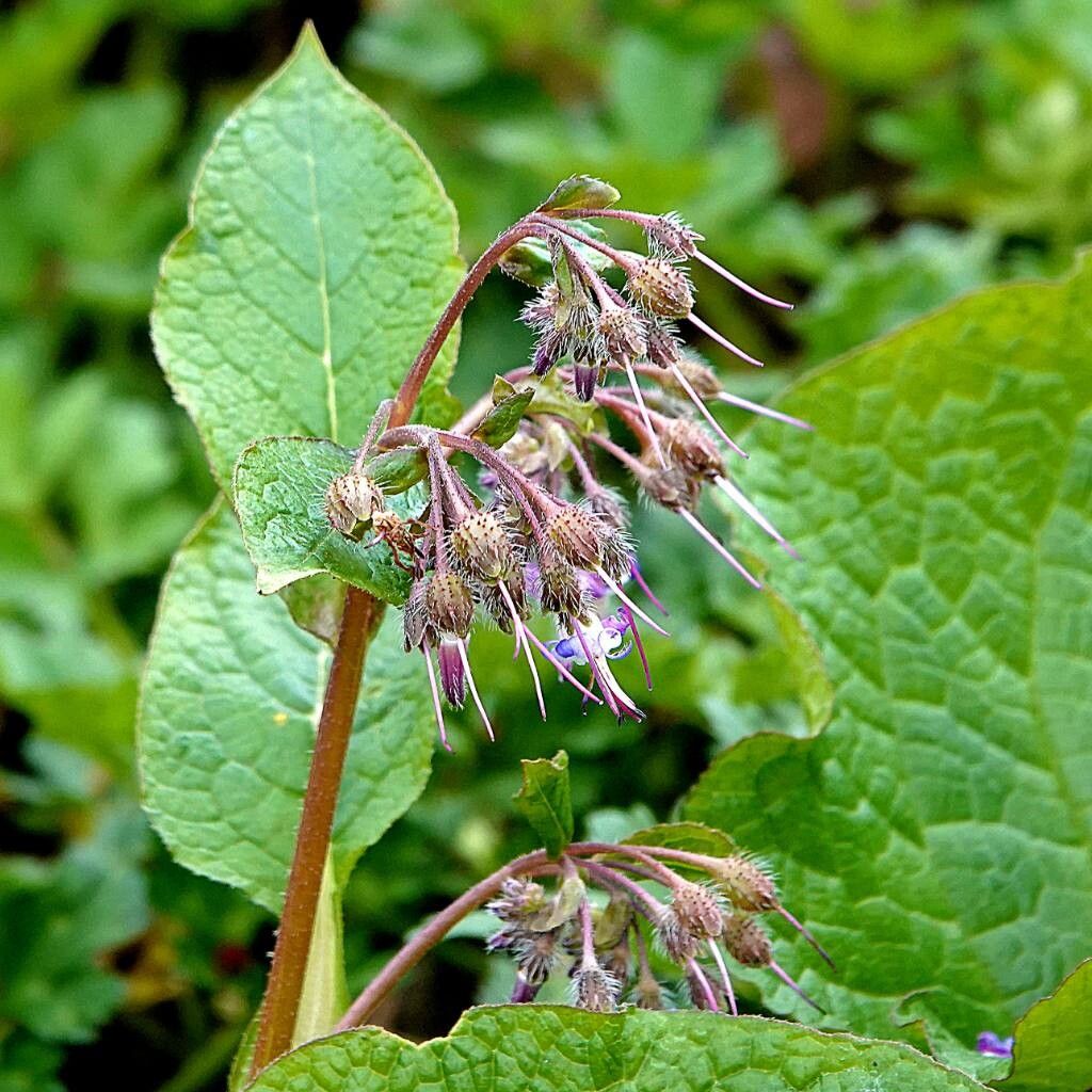 Trachystemon orientalis