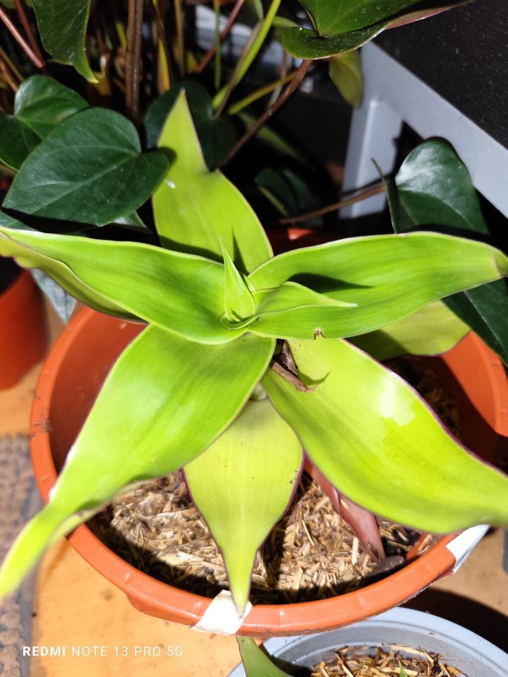 Tradescantia ambigua