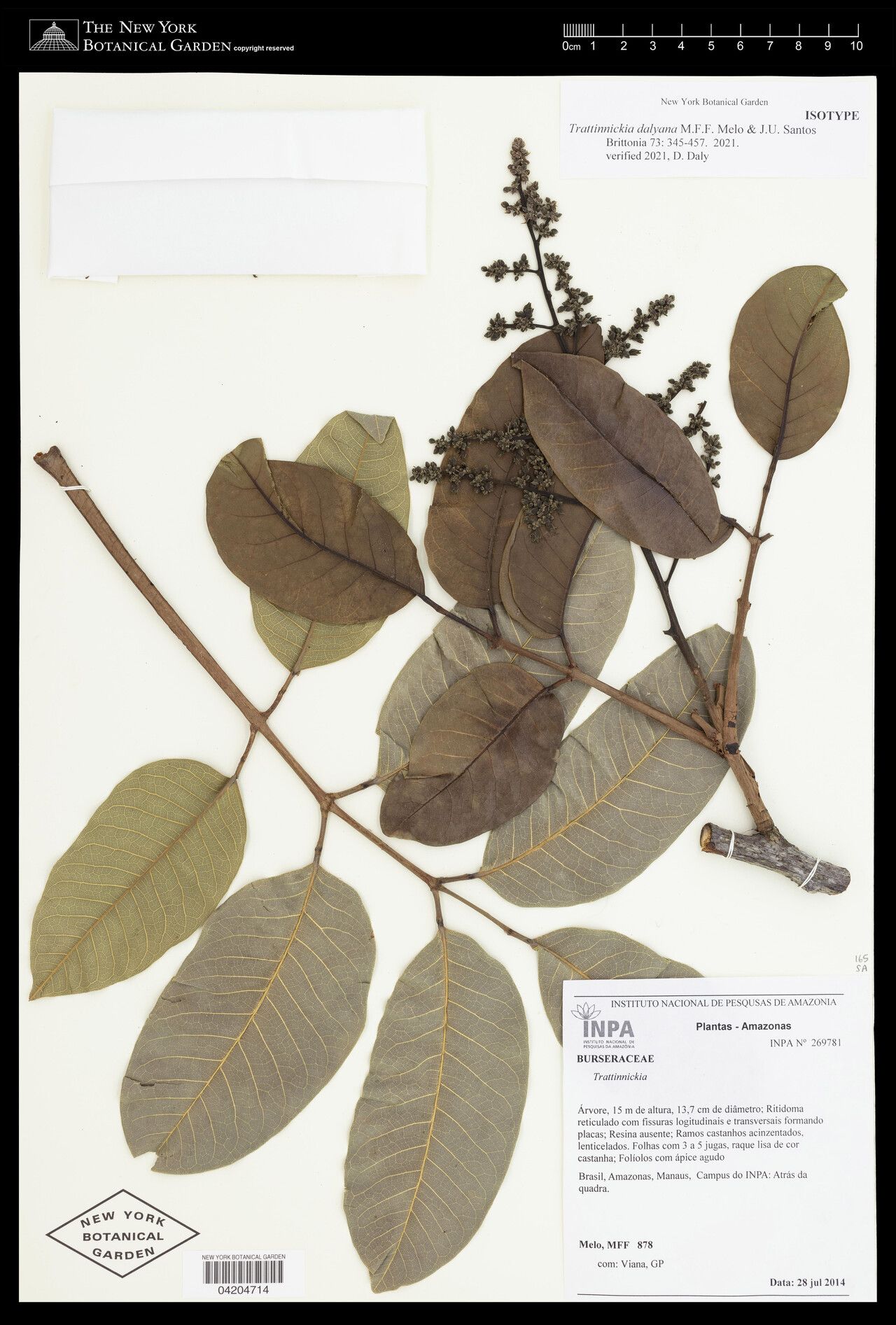 Trattinnickia dalyana