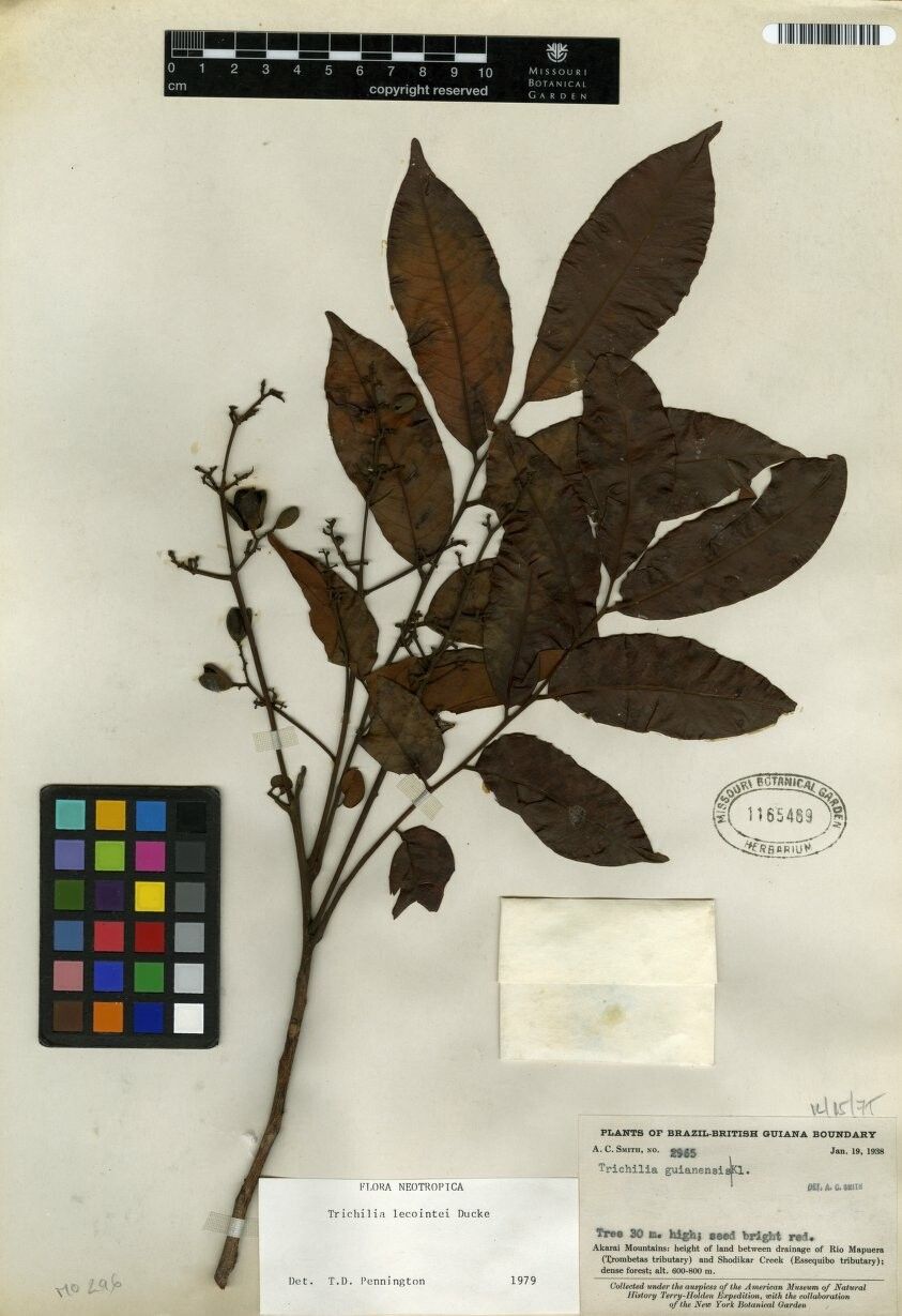 Trichilia lecointei