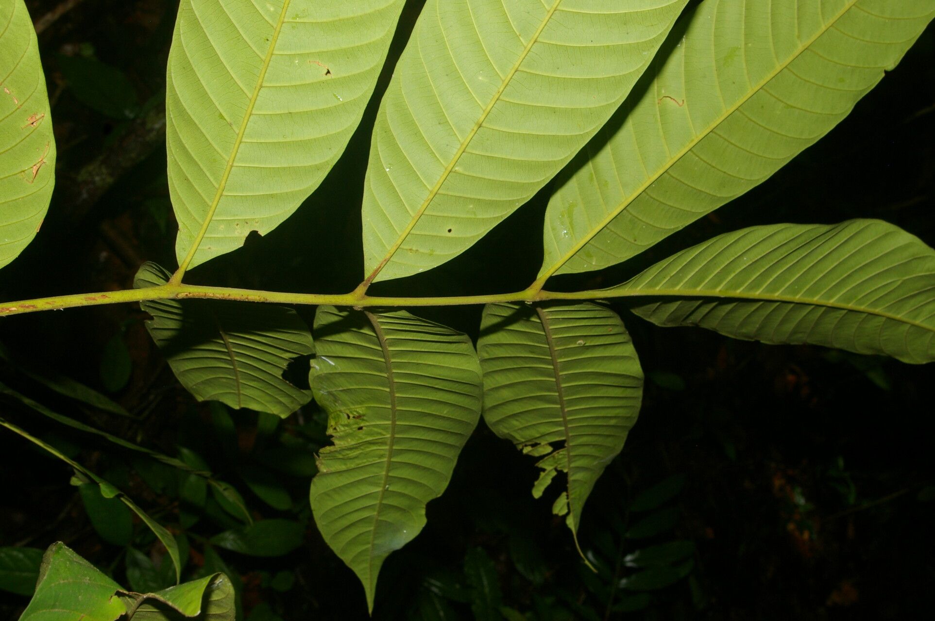 Trichilia septentrionalis