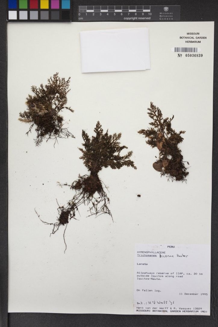 Trichomanes bicorne