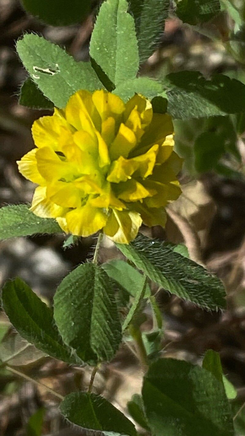 Trifolium boissieri
