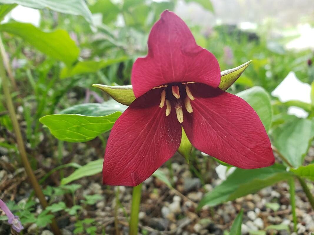 Trillium erectum