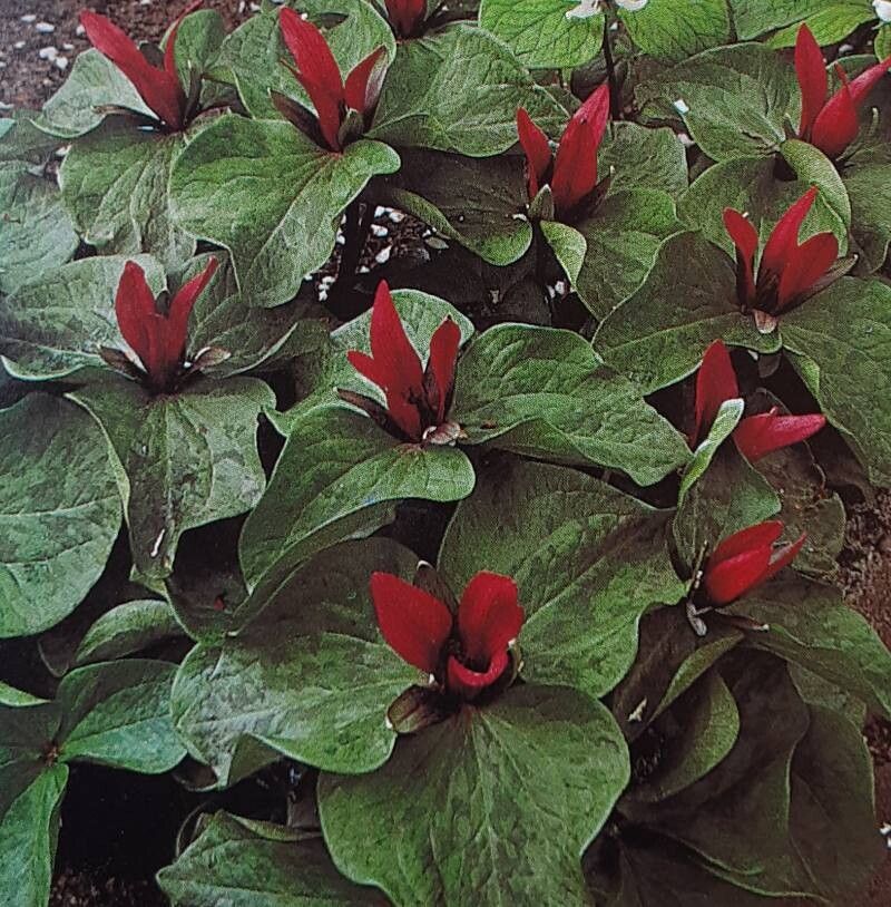 Trillium sessile
