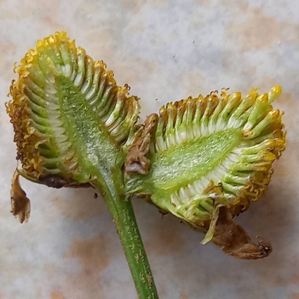 Tripleurospermum inodorum