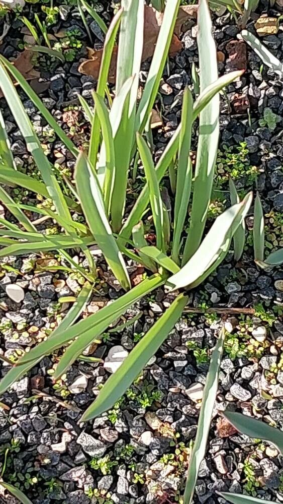 Tulipa clusiana
