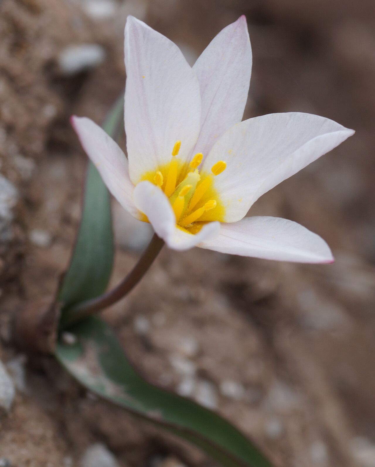 Tulipa cretica