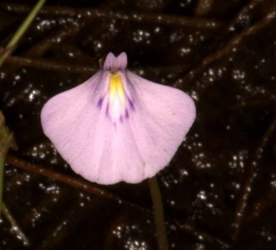 Utricularia hamiltonii