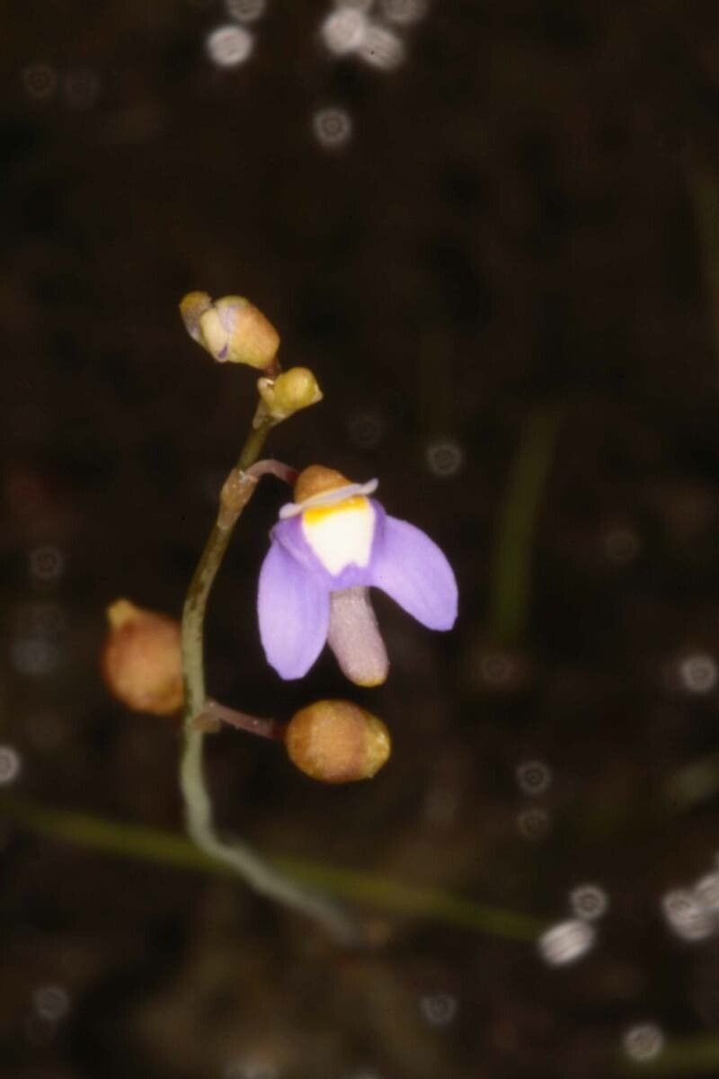 Utricularia limosa