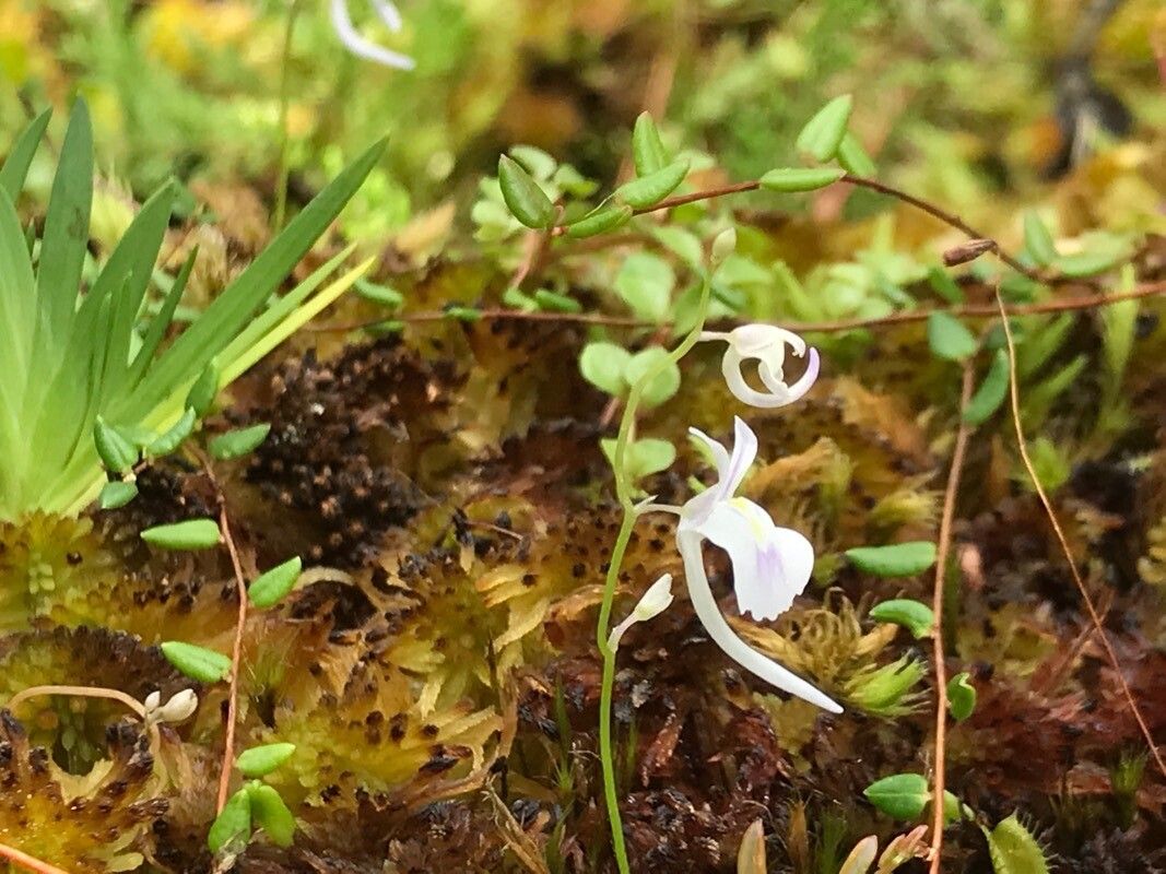 Utricularia sandersonii