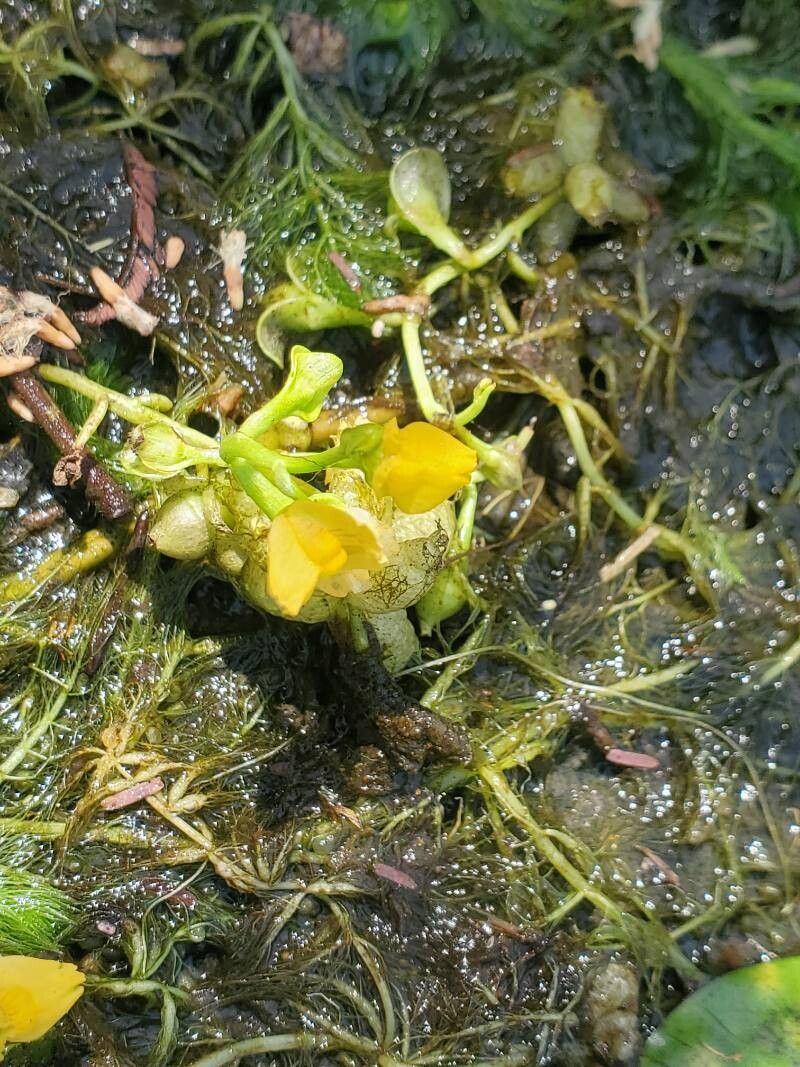 Utricularia stellaris