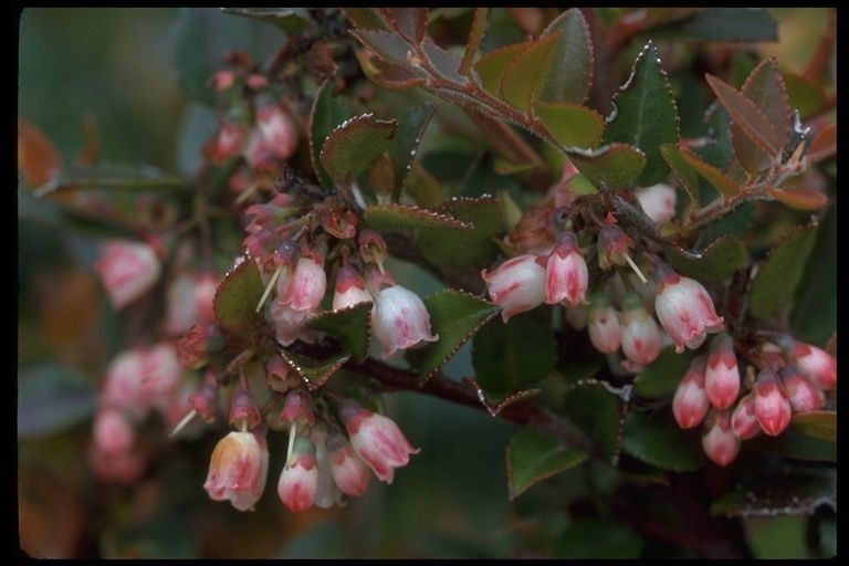 Vaccinium hirsutum