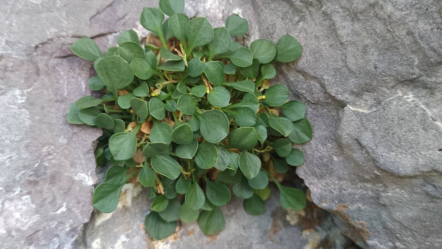 Valeriana longiflora