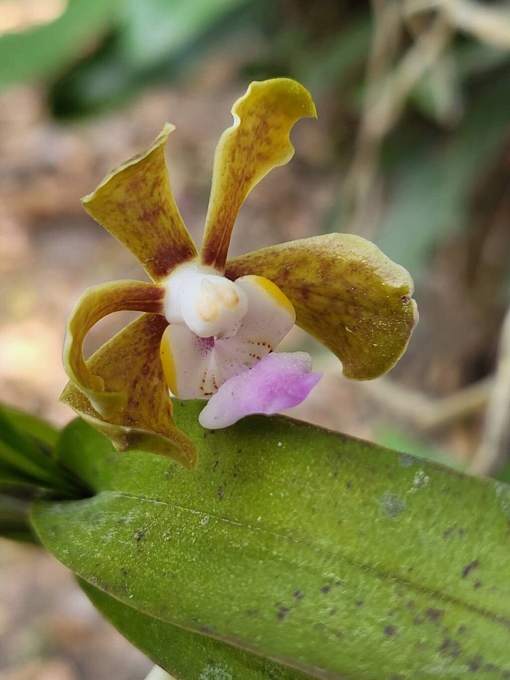Vanda bicolor