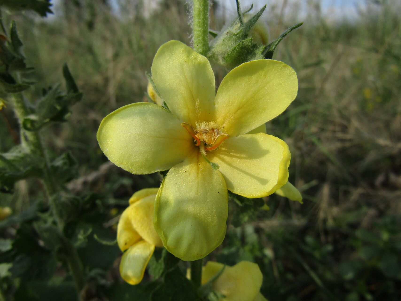 Verbascum ovalifolium