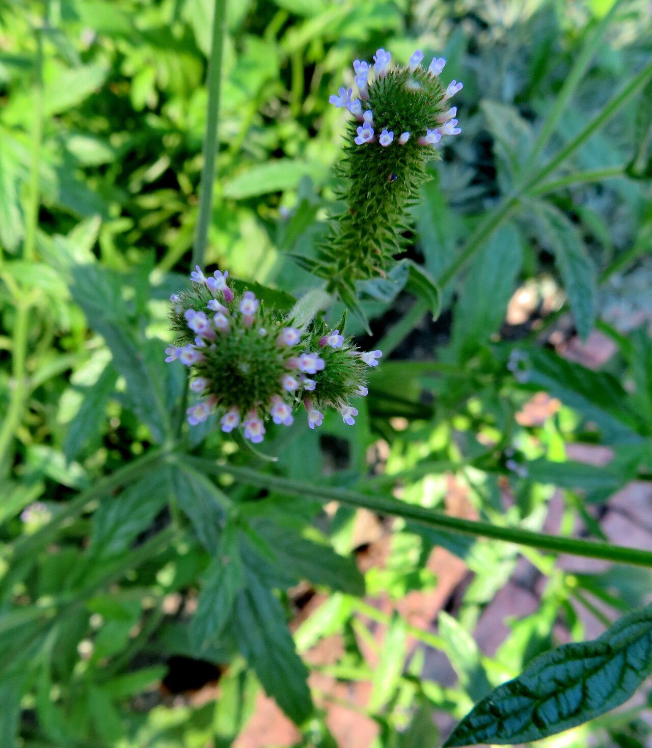 Verbena bracteata