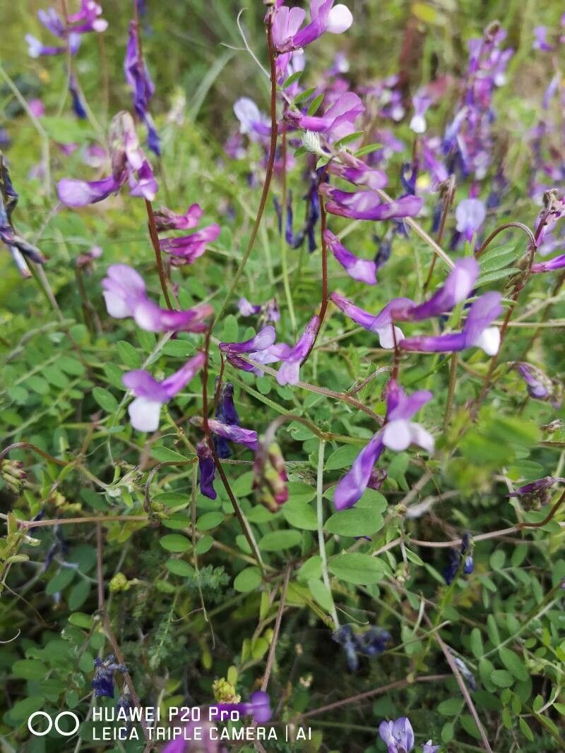 Vicia altissima