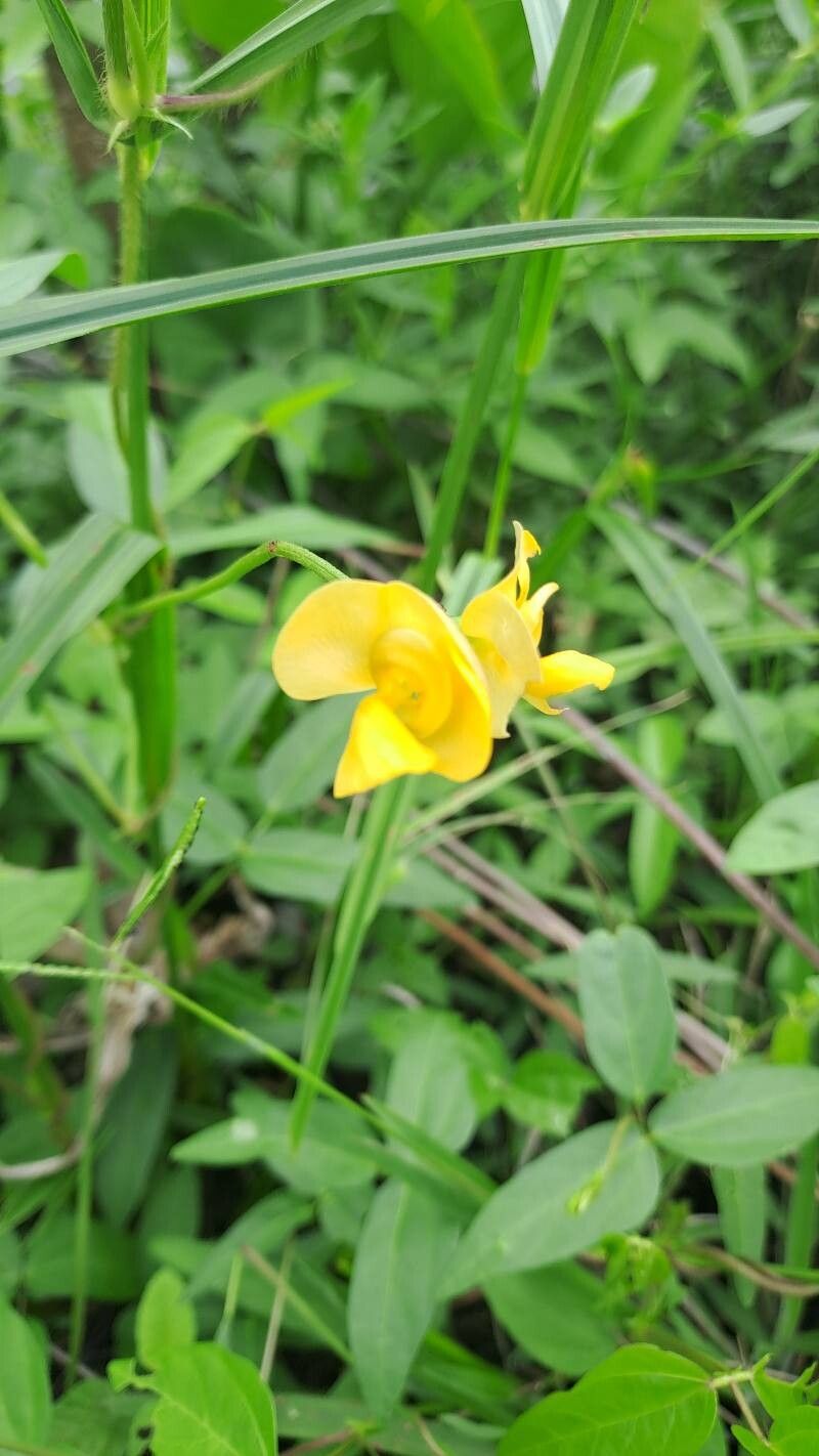 Vigna longifolia