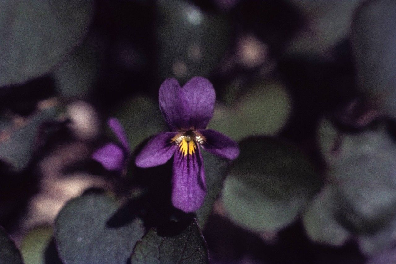 Viola flettii