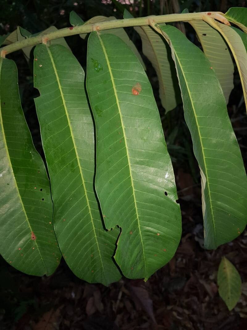 Virola nobilis