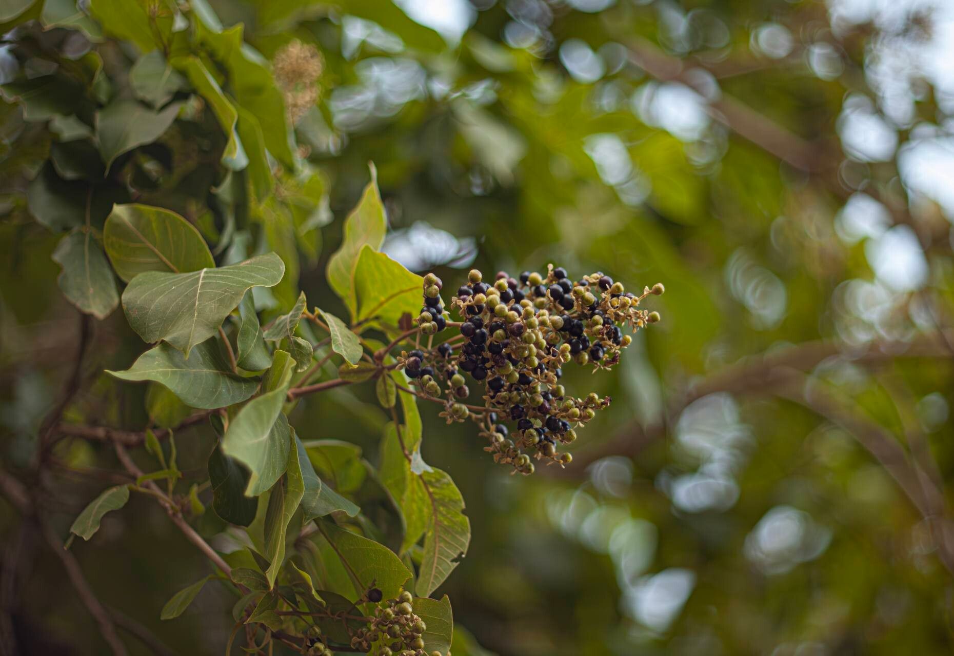 Vitex pinnata