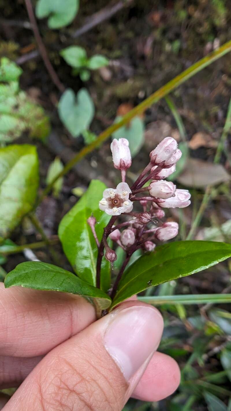 Wallenia yunquensis