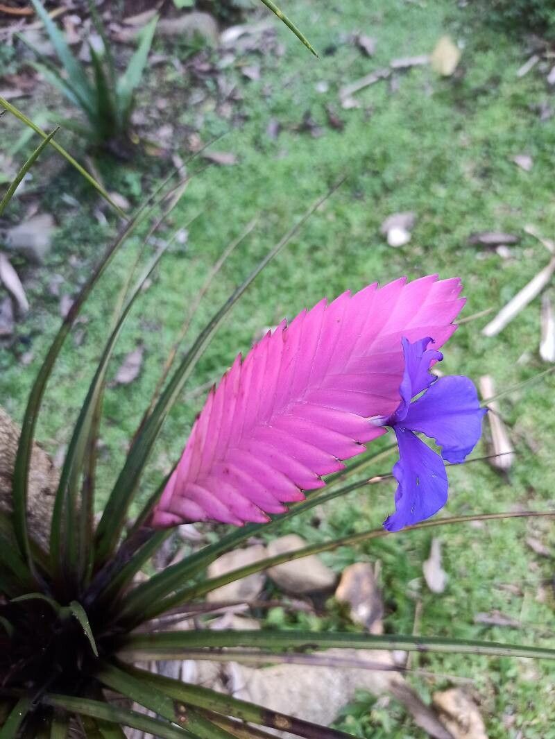 Wallisia anceps