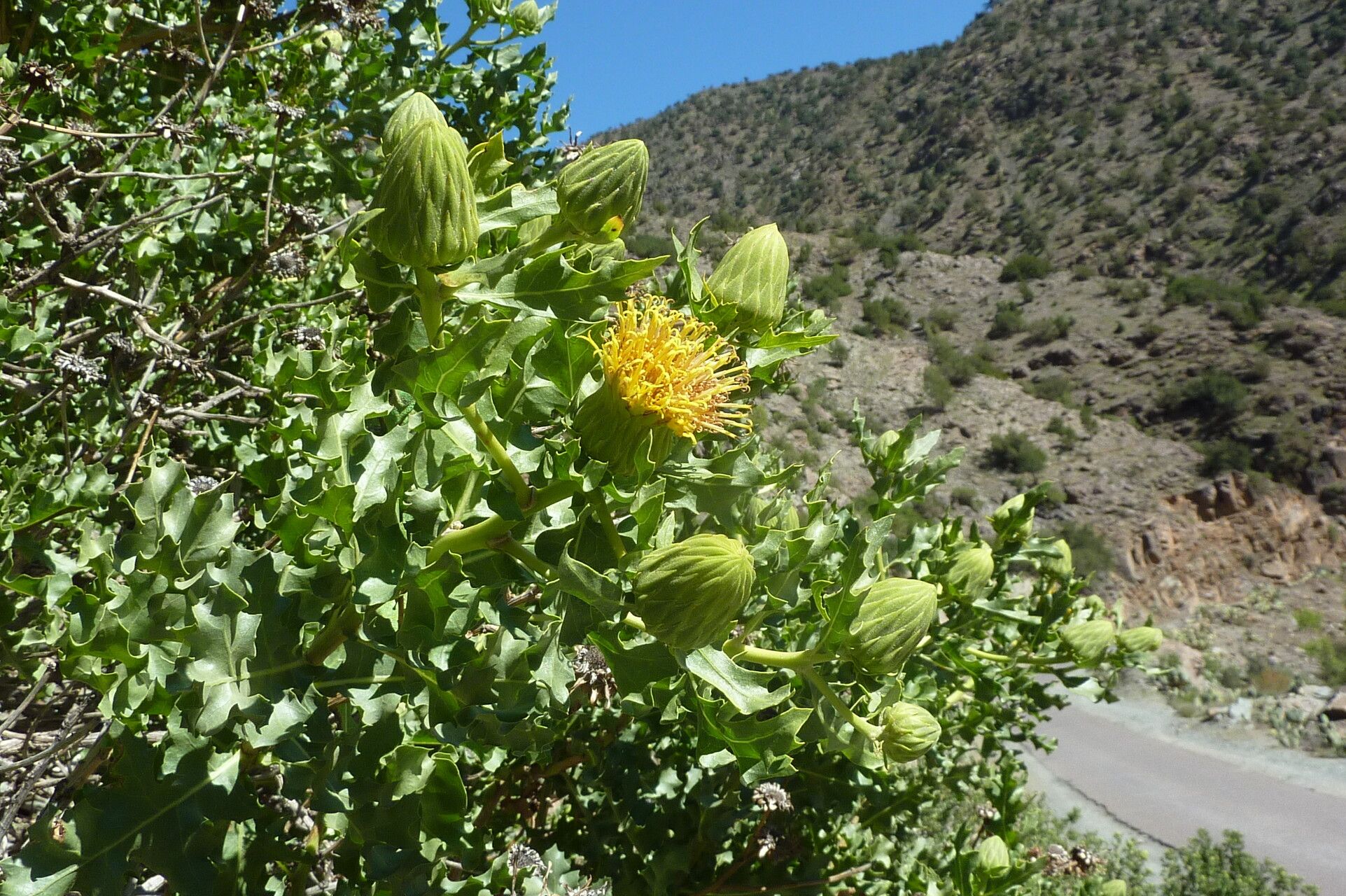 Warionia saharae