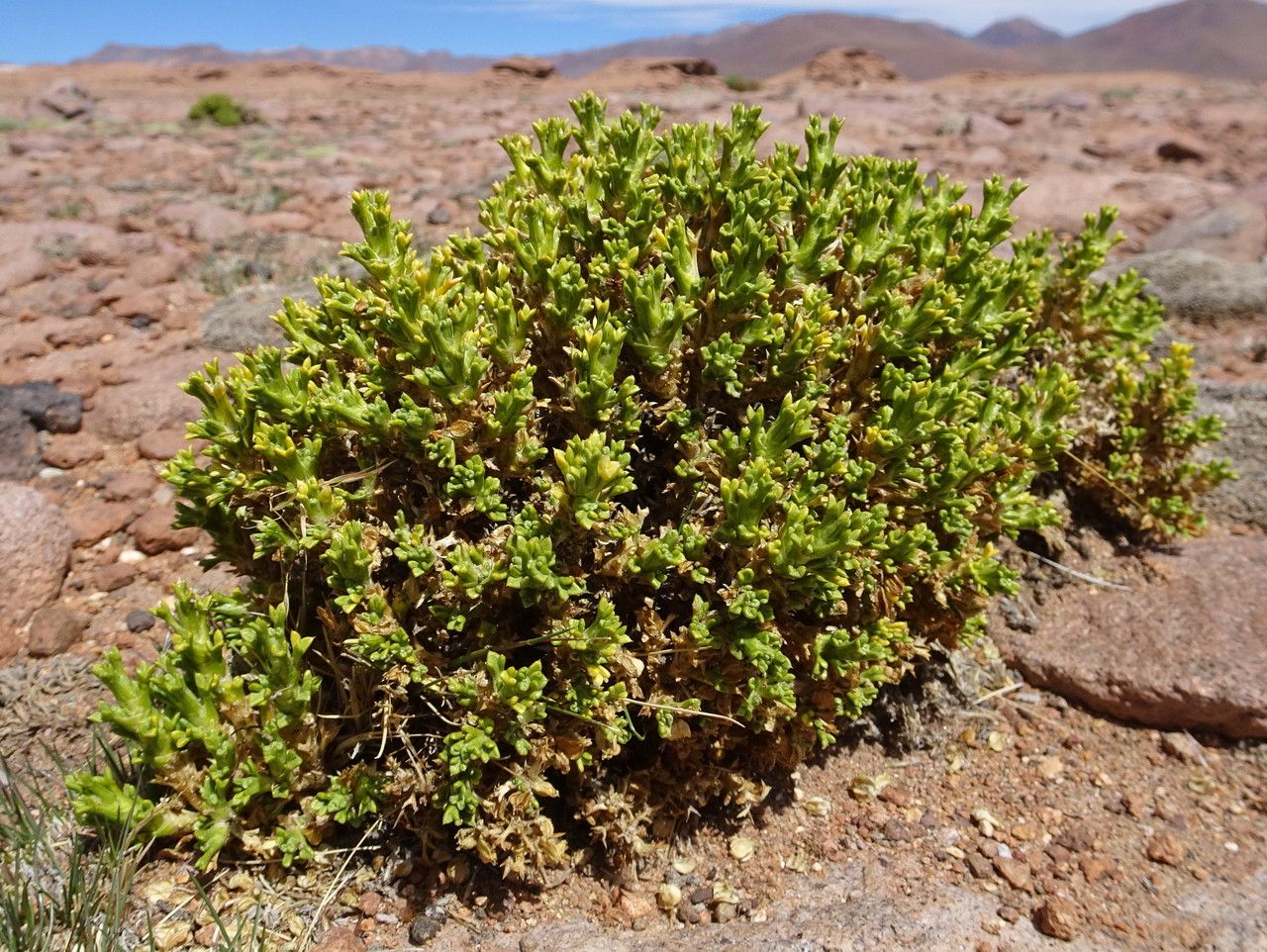 Werneria pseudodigitata