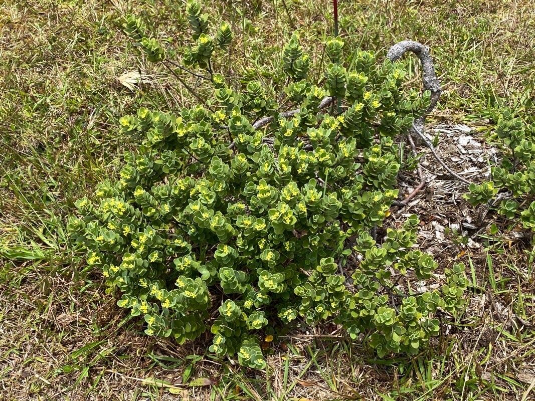 Wikstroemia uva-ursi