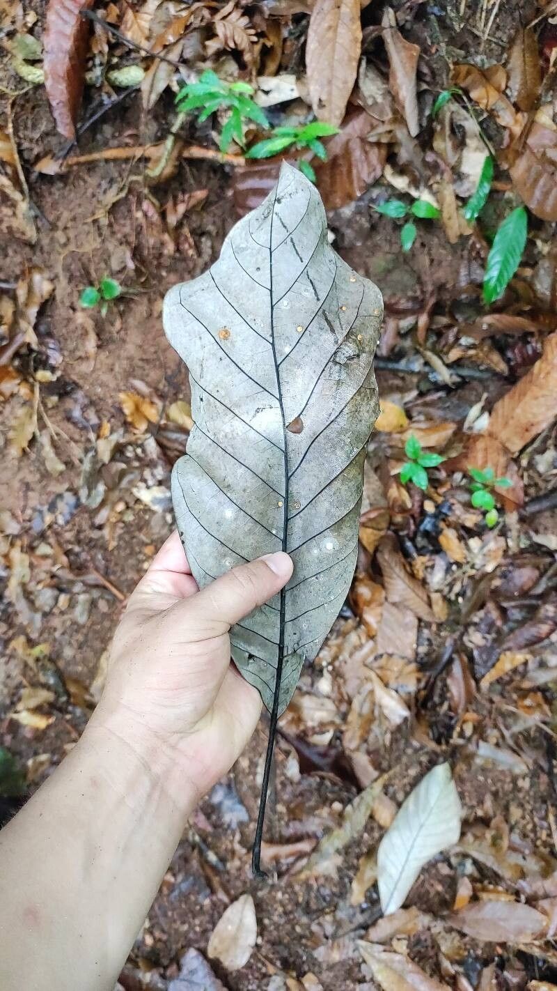 Williamodendron glaucophyllum