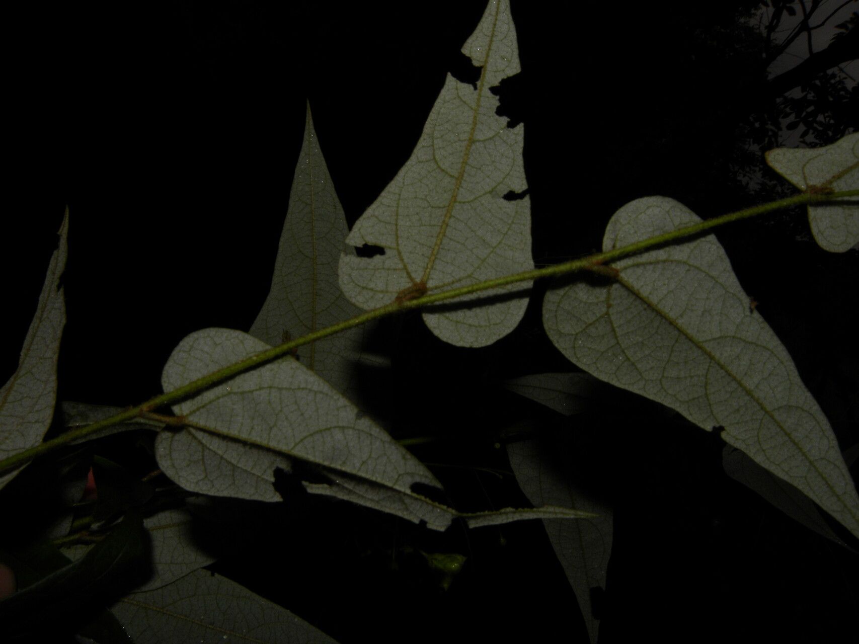 Wissadula periplocifolia