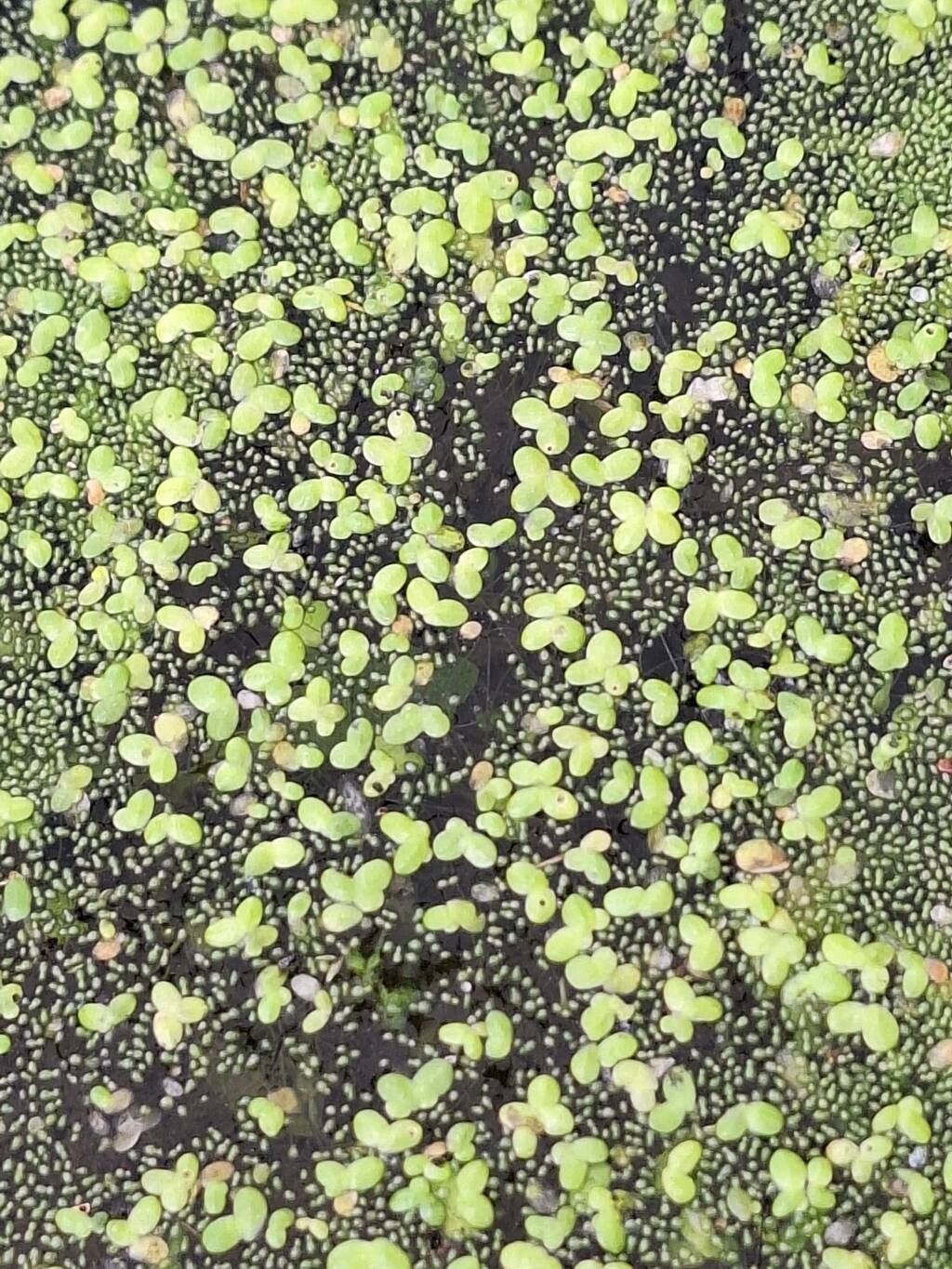 Wolffia brasiliensis