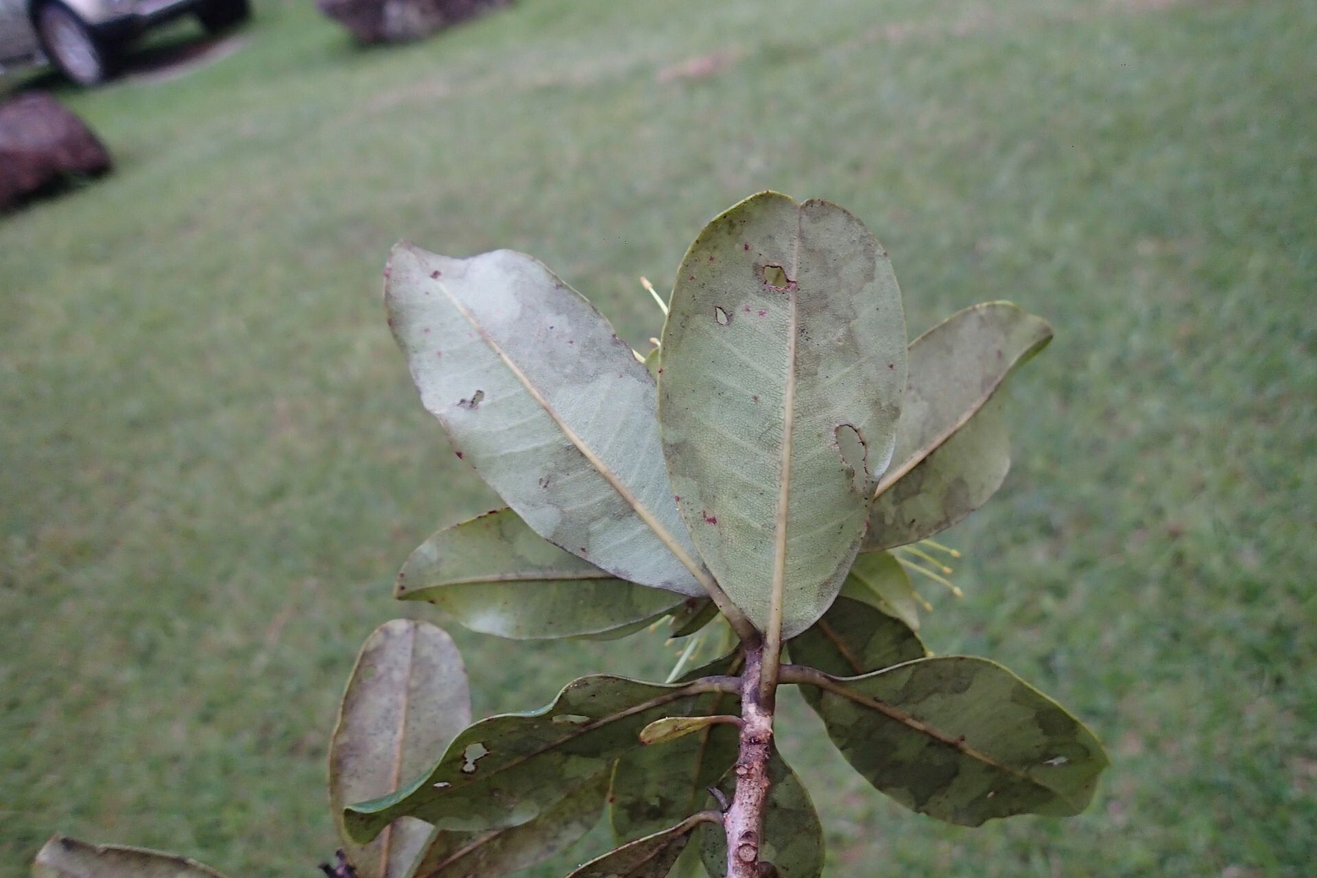 Xanthostemon laurinus