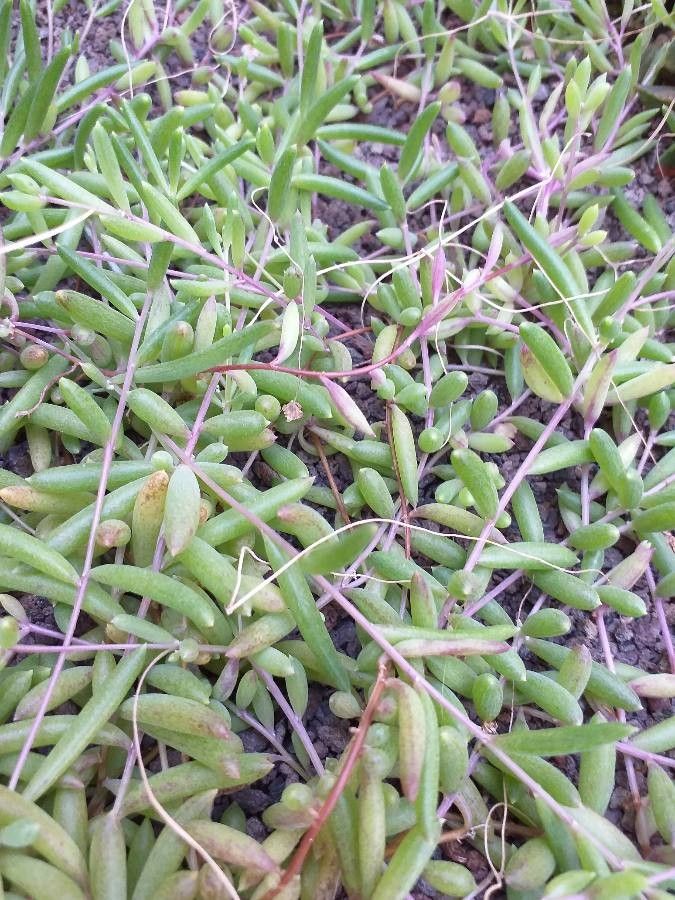 Xerophyta viscosa