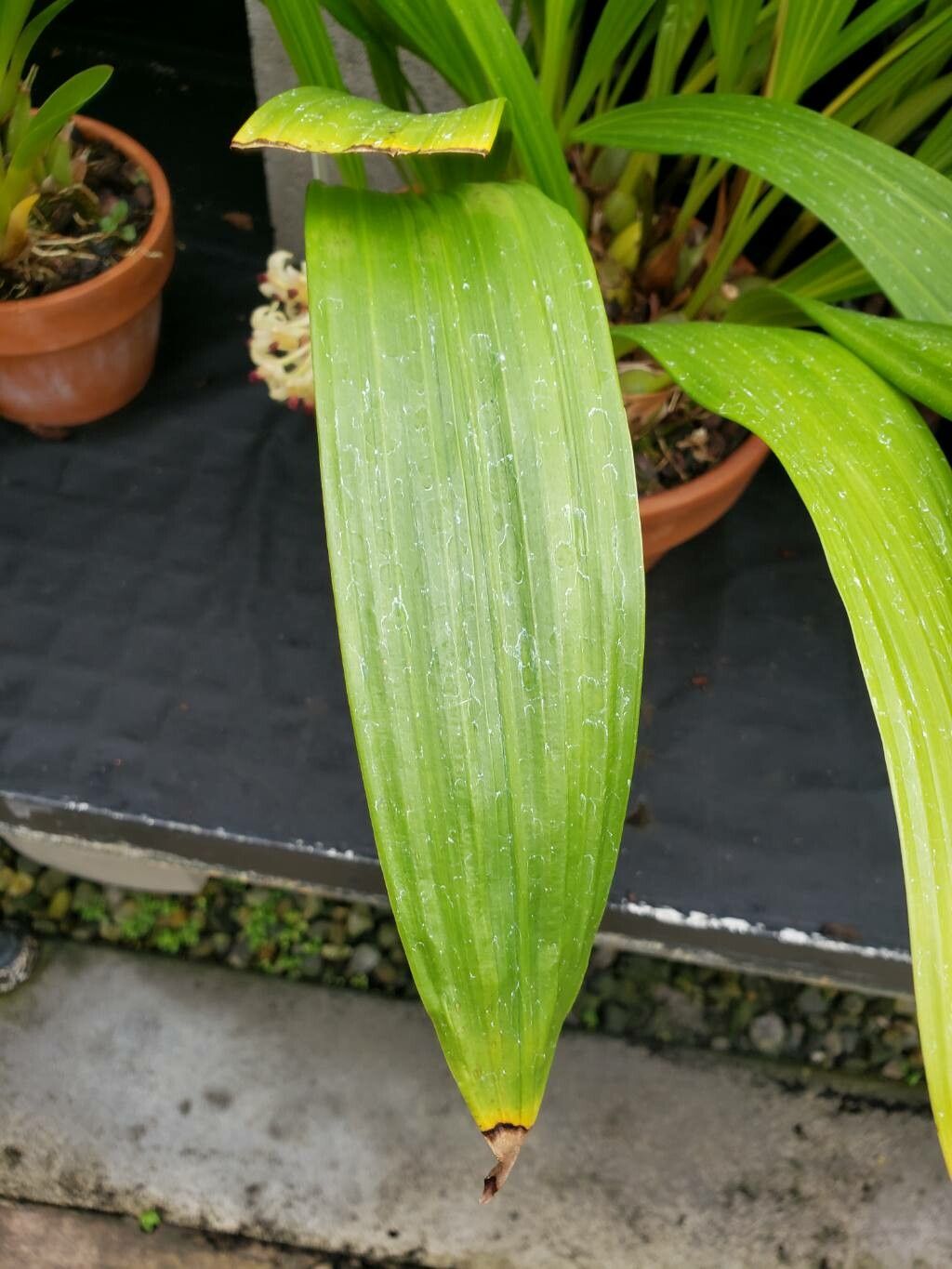 Xylobium variegatum