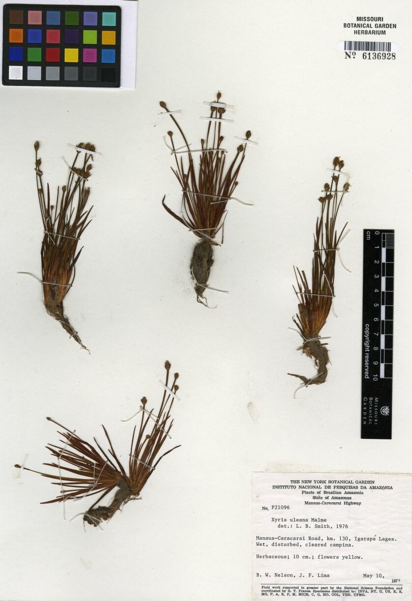 Xyris uleana
