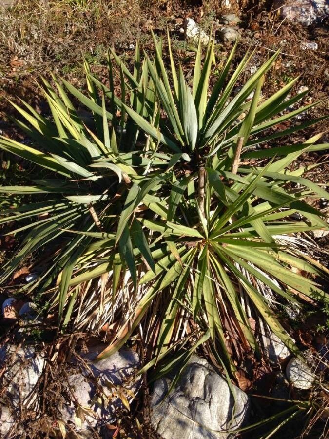 Yucca aloifolia