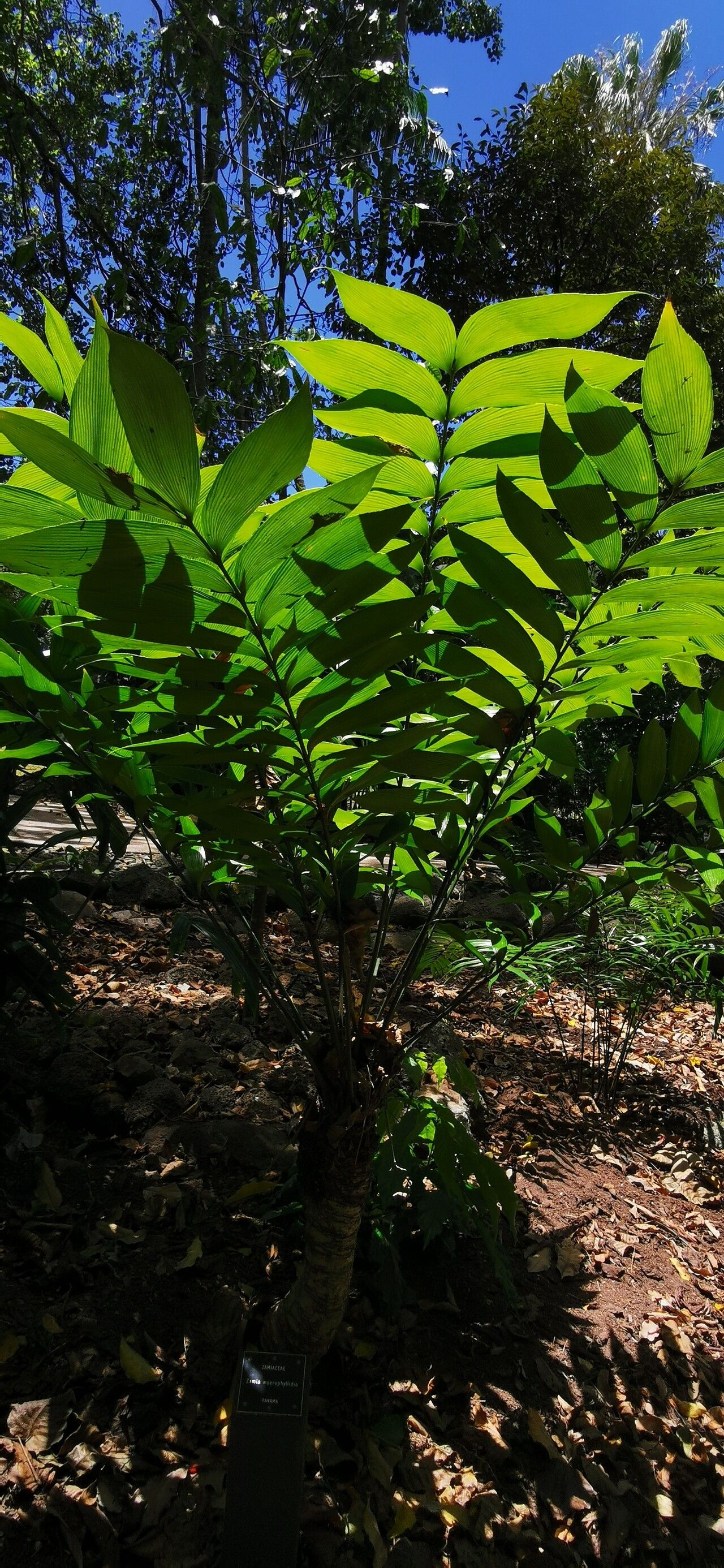 Zamia neurophyllidia